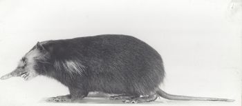 Media type: image;   Mammalogy 6597 Description: Scan of image showing Solenodon cubanus in profile;